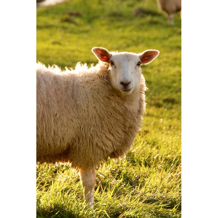 Products_Mutton