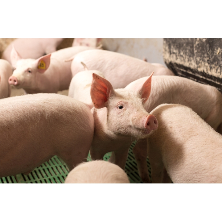 White Pig_Icon